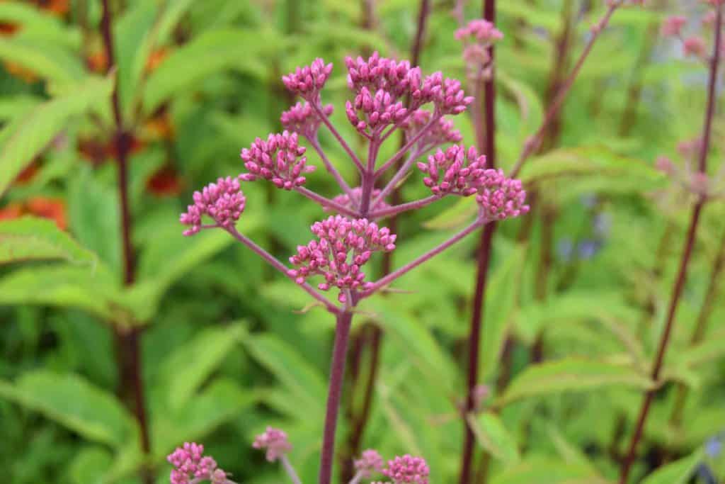Eupatorium purpureum ssp. maculatum 'Atropurpureum' ---